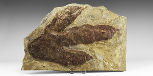 Natural History - Large Dilophosaurus Dinosaur Footprint