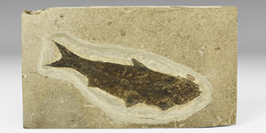 Natural History - Knightia Fossil Fish