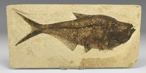 Natural History - Diplomystus Fossil Fish