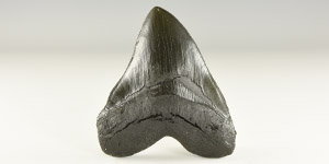 Megalodon Shark Tooth Replica