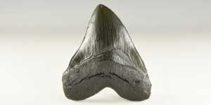 Natural History - Megalodon Shark Tooth Replica