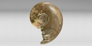 Natural History - Large Polished Fossil Ammonite