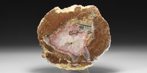 Polished Fossil Tree Section with Crystallised Centre