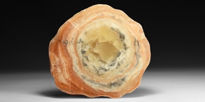 Polished Petrified Wood Specimen