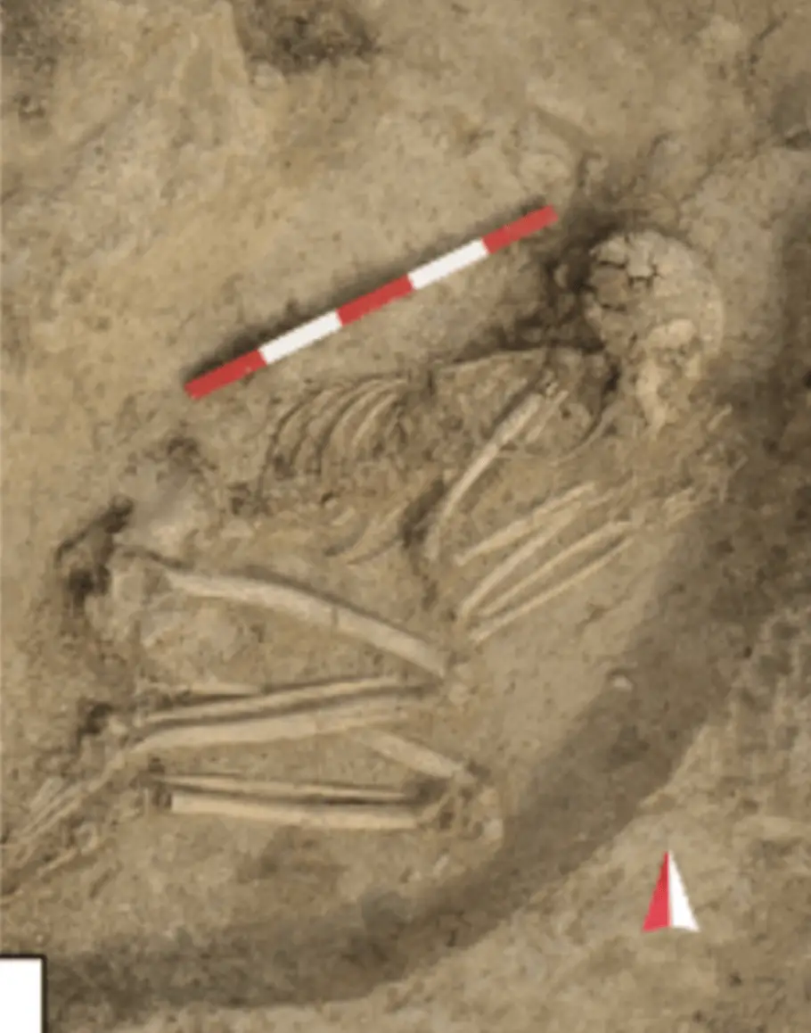 Skull with Lion Bite Marks