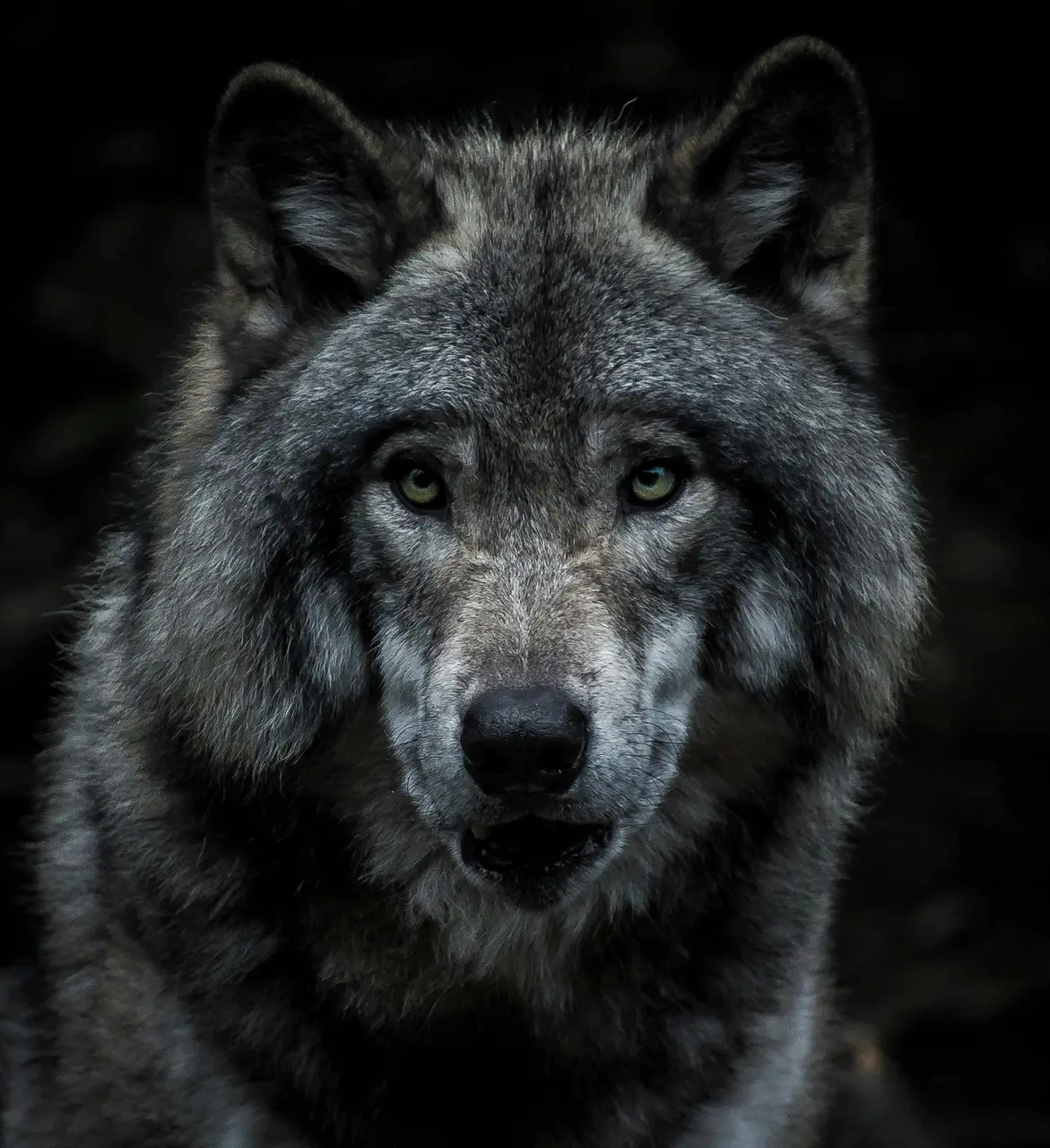 wolf_cover.jpg