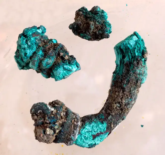 fibula