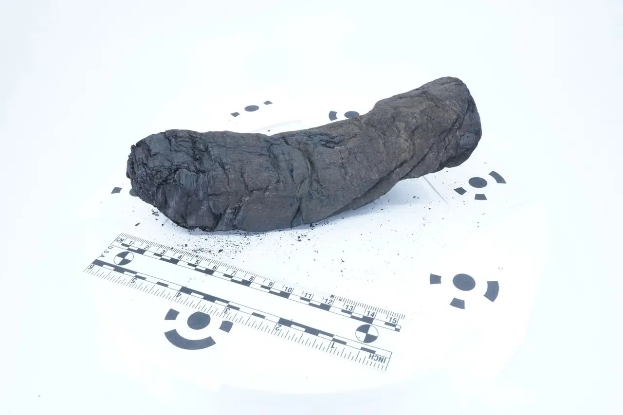 An intact, unopened carbonized Herculaneum scroll photographed beside a scale