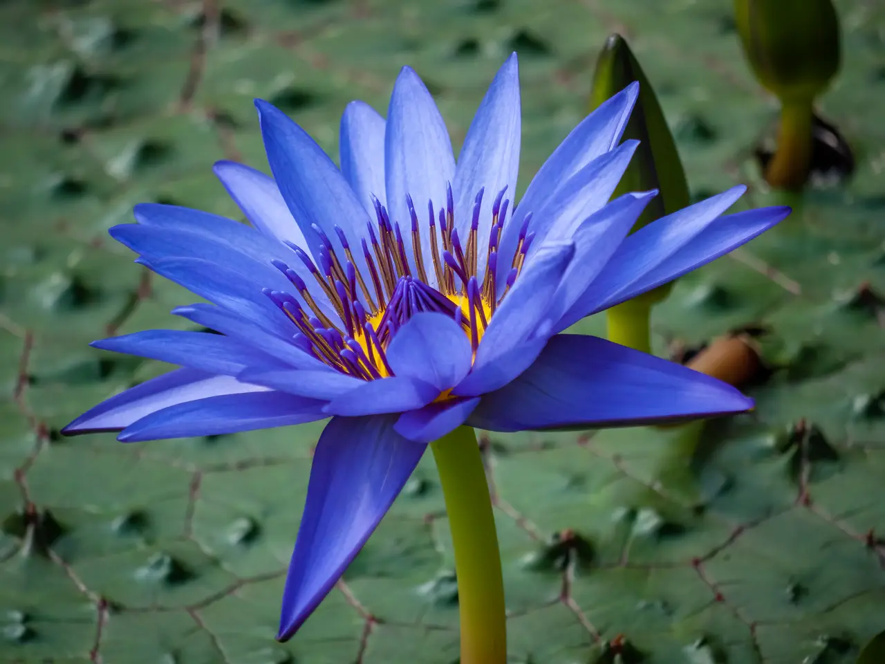 The Egyptian blue water-lily, Nymphaea caerulea, in flower