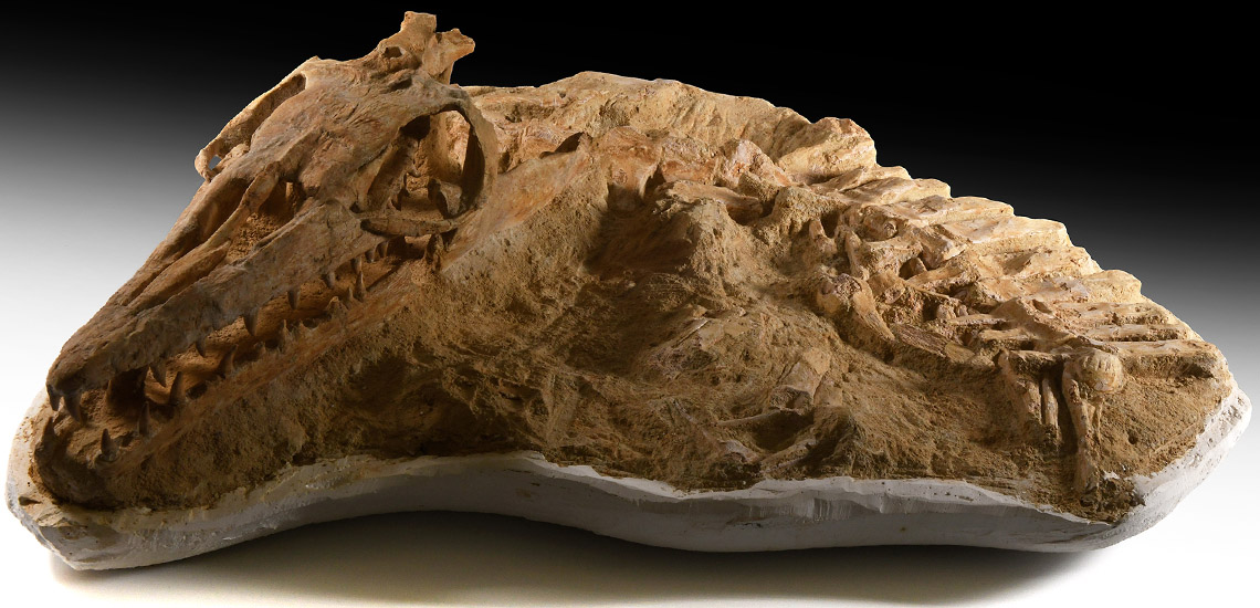 Three-Dimensional Mosasaur Skull with Vertebrae