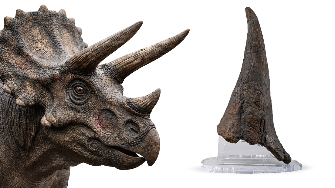Adult Triceratops Dinosaur Fossilised Brow Horn