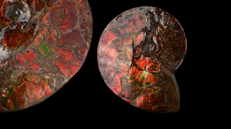 <slgray>Large Iridescent Placenticeras Ammonite from Alberta</slgray>