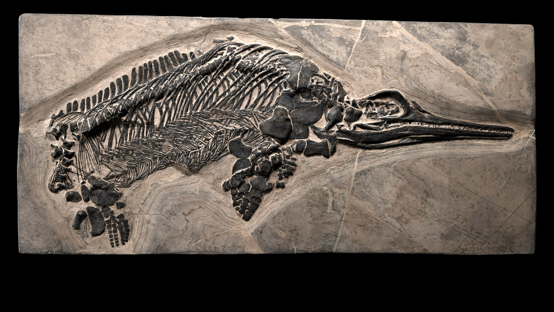 <slwhite>Fossil Ichthyosaur Skeleton<slwhite>