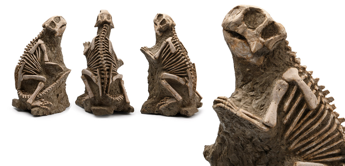 Psittacosaurus Fossil Dinosaur Skeleton