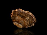 Cut and Polished Fossil Wood Display Specimen