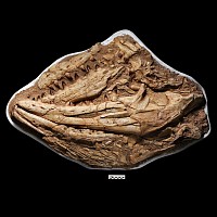 Enormous Fossil Mosasaur 'Marine Dinosaur' Skull