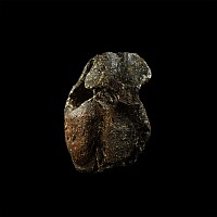 Woolly Rhinoceros Fossil Vertebra