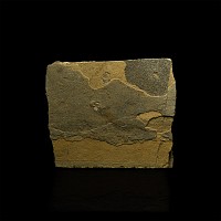 Natural History - Permian Branchiosaur Fossil Amphibian on Matrix