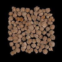 100 Gypsum Desert Rose Specimens