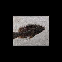 Natural History - Priscacara Fossil Fish