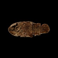 Natural History - Coelacanth Fossil Fish