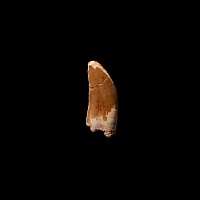 Natural History - Bahariasaurus Dinosaur Fossil Tooth