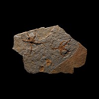 Natural History - Fossil Starfish in Matrix