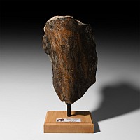 Natural History - Large Mammoth Bone Display