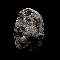 Natural History - 'Whitby' Fossil Ammonites in Matrix