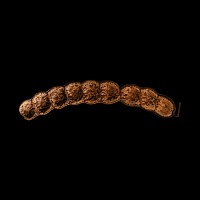 Madagascan Giant Monkey Ladder Sea Bean