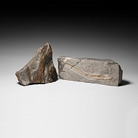 Natural History - Jurassic Coast Fossil Bone Group