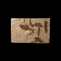 Natural History - Knightia Fossil Fish Group