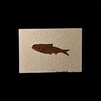 Natural History - Knightia Fossil Fish
