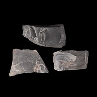 Natural History - Fossil Brittle Star Group