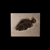 Natural History - Fossil Priscacara Fish