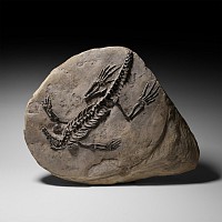 Natural History - Fossil Claudiosaurus Skeleton