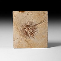 Natural History - Fossil Stingray in Matrix