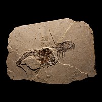 Natural History - Fossil Fish and Lobster in Matrix