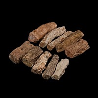 Natural History - Medium Uncut and Polished Fossilised Wood Branch Specimen Group