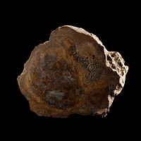 Natural History - Large Cut Fossilised Arizona Tree Section