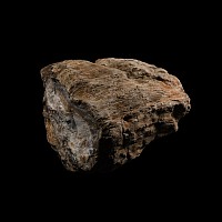 Natural History - Large Fossil Tree Trunk Section