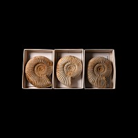 Natural History - Fossil Perisphinctes Ammonite Group