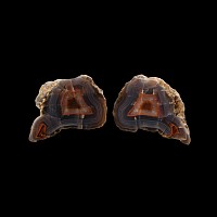 Natural History - Cut and Polished Malawi Agate Geode Pair