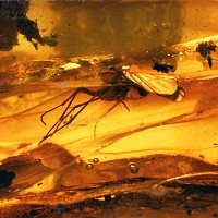 Natural History - Polished Baltic Amber with Large Diptera Fly