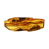 Natural History - Polished Baltic Amber with Large Diptera Fly