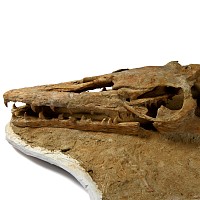 Natural History - Three-Dimensional Mosasaur Skull with Vertebrae