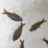 Natural History - Very Large Multi Fish Fossil Plate