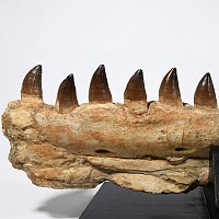 Natural History - Large Mosasaur Fossil Jaw on Stand