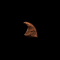 Natural History - Fossil Raptor Dinosaur Claw