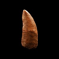 Natural History - Fossil African 'T-Rex' Dinosaur Tooth